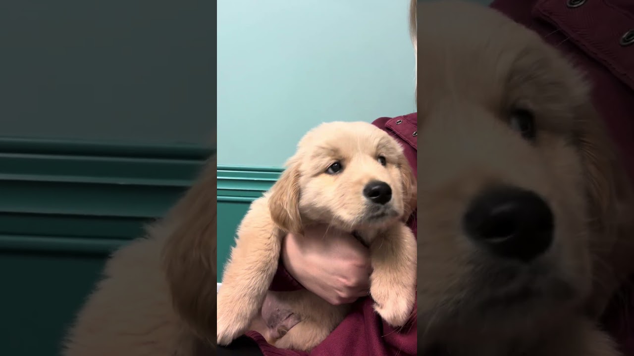 La increíble calma de Rusty: el Golden que ama al veterinario