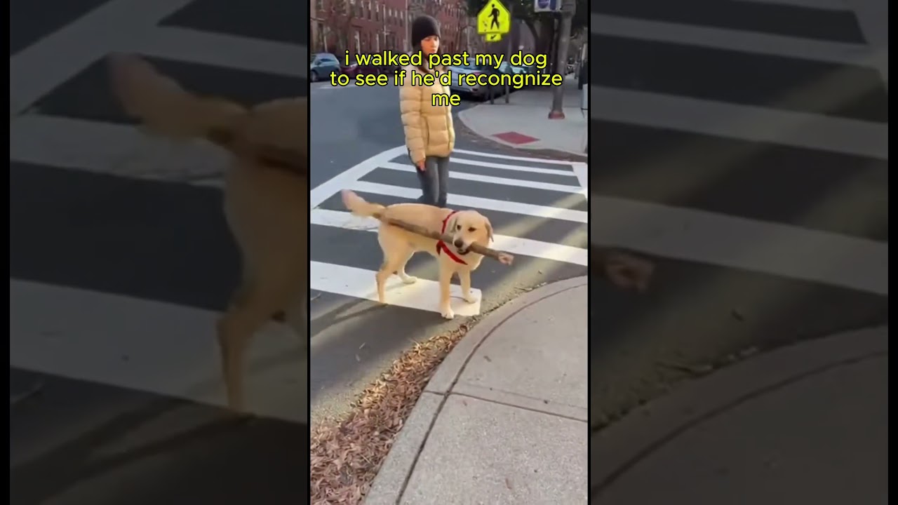 El emotivo vínculo familiar: ¿Reconocen los perros a sus padres?