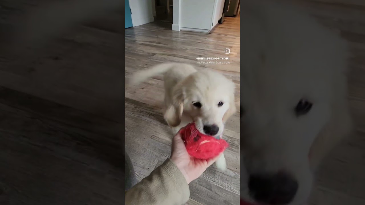 Inesperada lección de ternura de estos pequeños Firulais