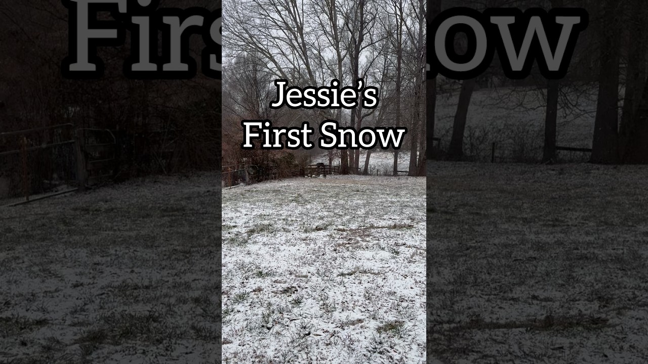 El conmovedor encuentro de un cachorro con la nieve