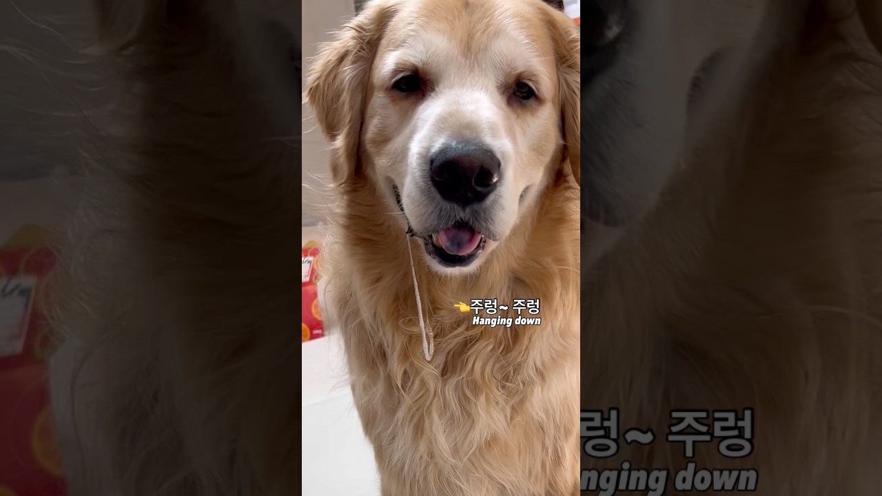 El irresistible chantaje de un gigante de 47 kilos
