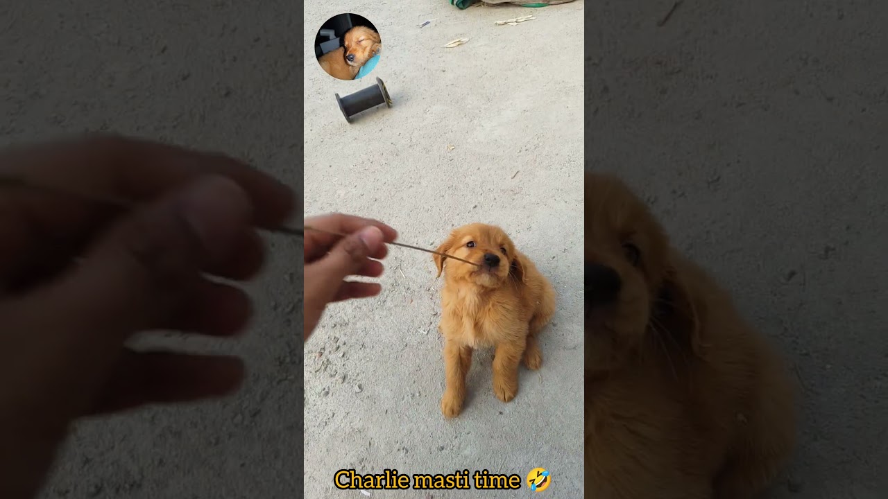 La fascinante razón tras la alegría de un Golden Retriever