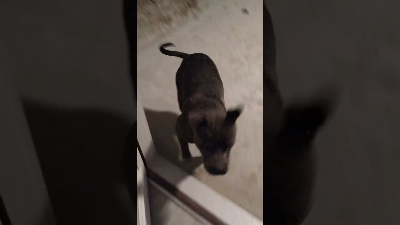 El increíble y emotivo encuentro de Rocky con la nieve