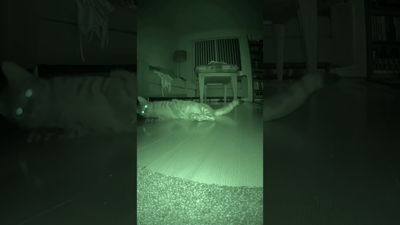 El inesperado método para calmar a tu gato a medianoche