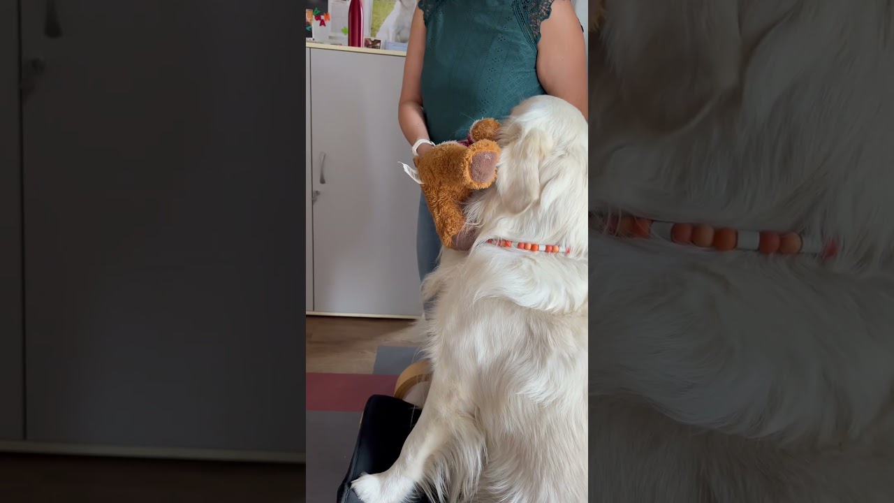 El conmovedor final de un Golden Retriever que enamora