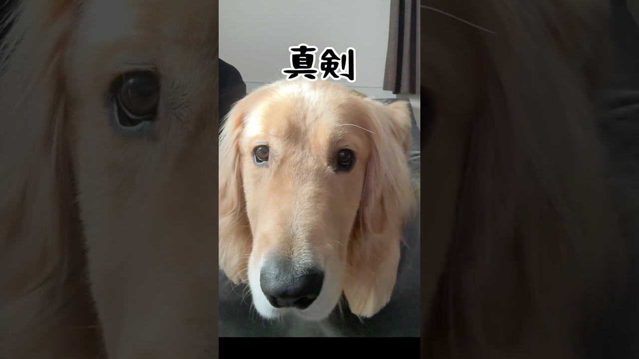 El increíble hábito matutino de este Golden conmueve a redes