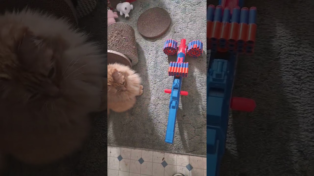 El increíble tamaño de Sweetie: un gigante Maine Coon