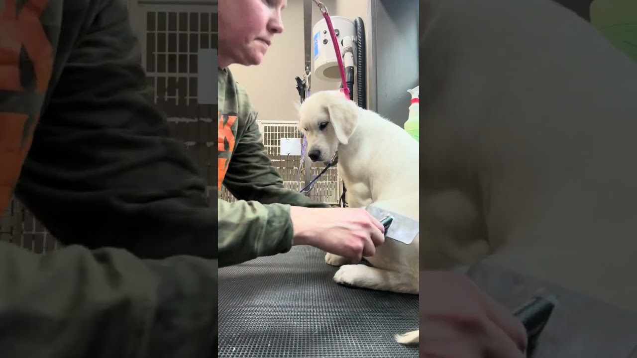 La increíble calma de un cachorro Golden en su primer spa