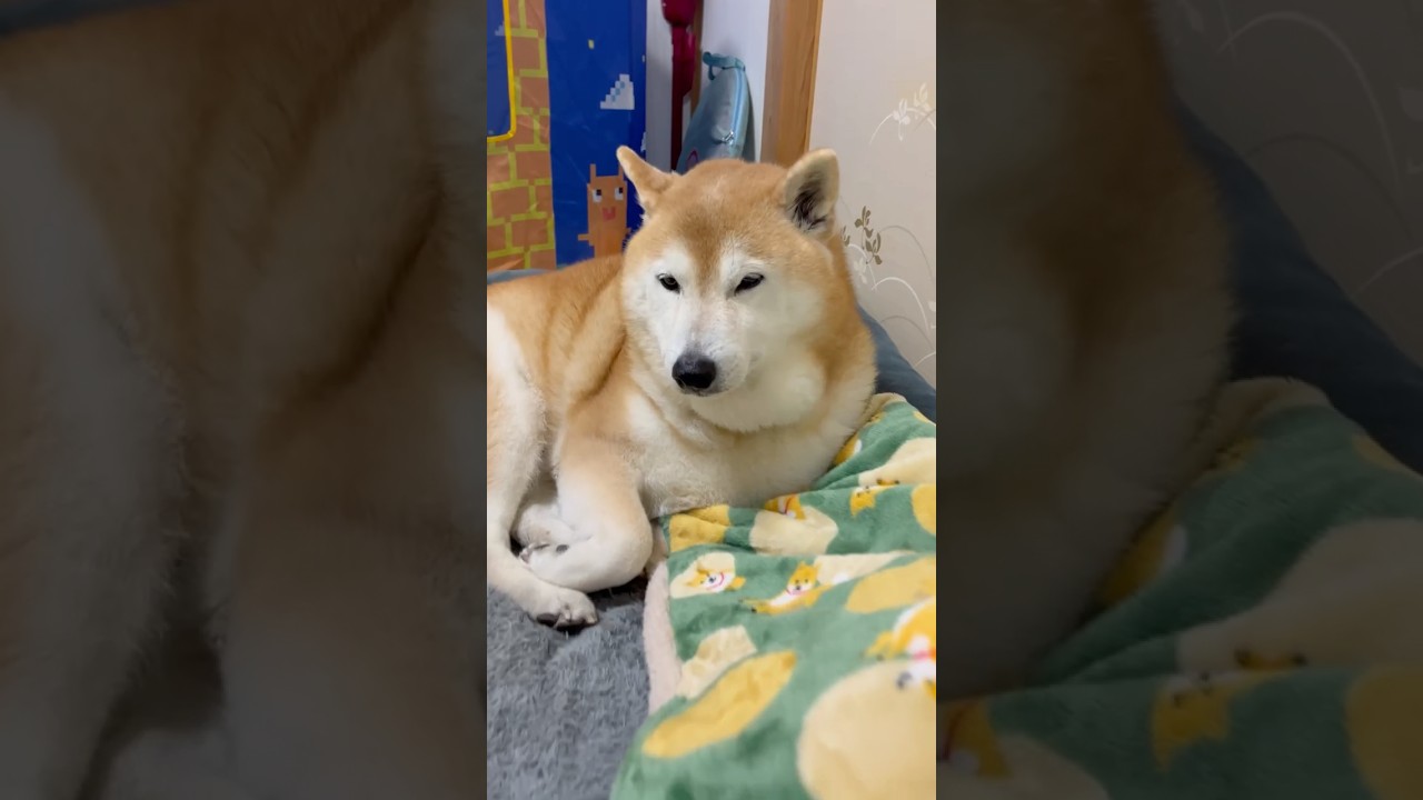 El rebelde Shiba Inu que se rinde ante el amor de mamá