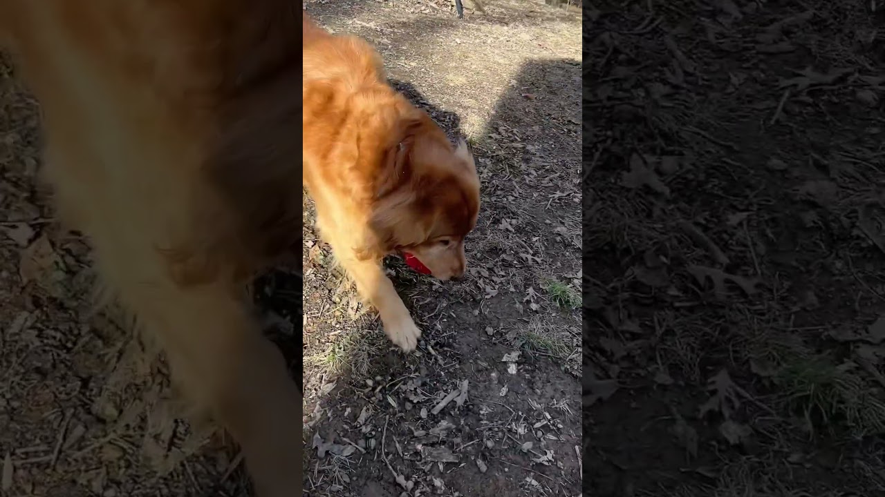 El increíble instinto salvaje que esconde este tierno Golden