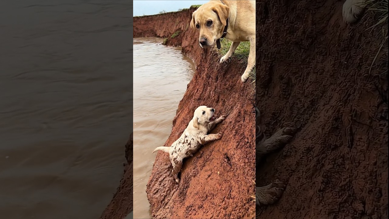 El increíble rescate de un cachorro al borde del abismo