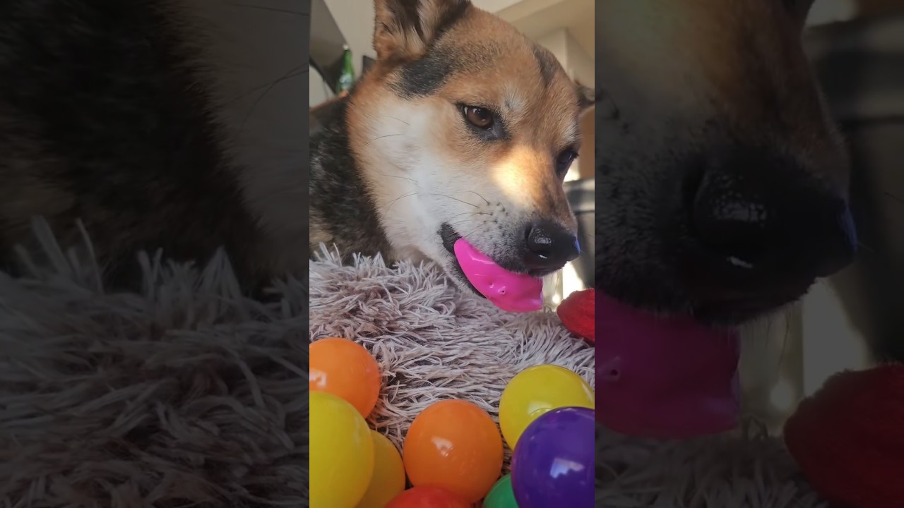 La increíble sorpresa que volvió loco a este Shiba Inu