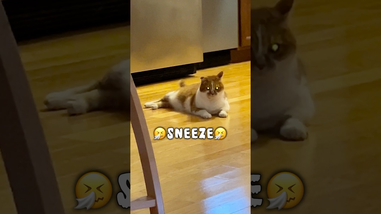 El inesperado y viral momento que ofendió a este gatito