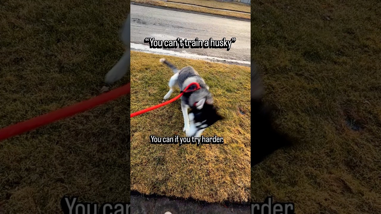 El desafío incesante y conmovedor de educar a un Husky