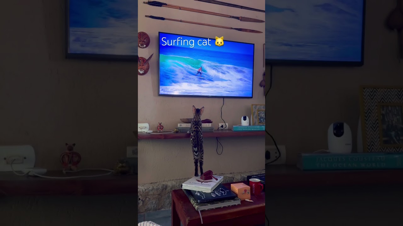El increíble gato bengalí que domina las olas del mar