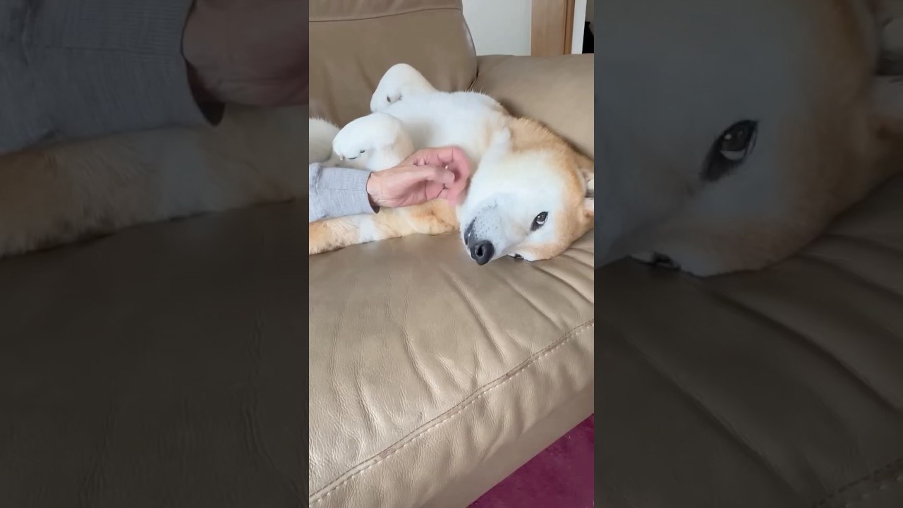 La increíble postura de un Shiba Inu que conmovió a las redes