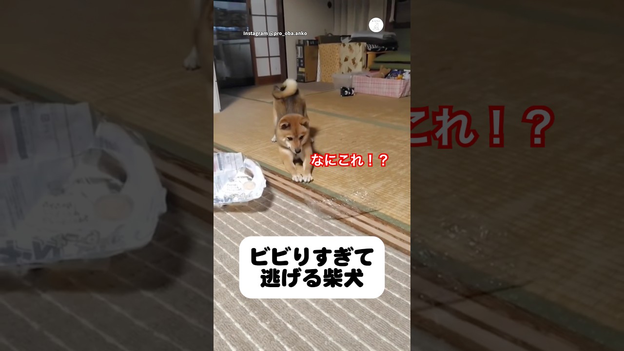 El inesperado susto de un Shiba Inu ante una bandeja