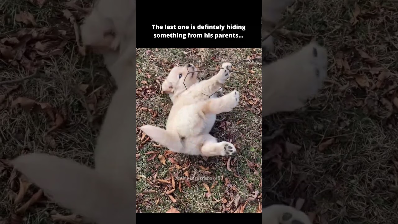 La conmovedora invasión de cachorros Golden que es viral