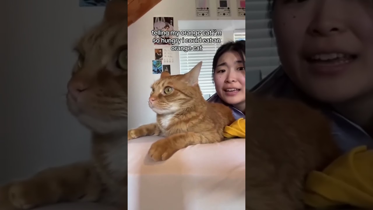 El conmovedor estallido de alegría de estos gatos virales