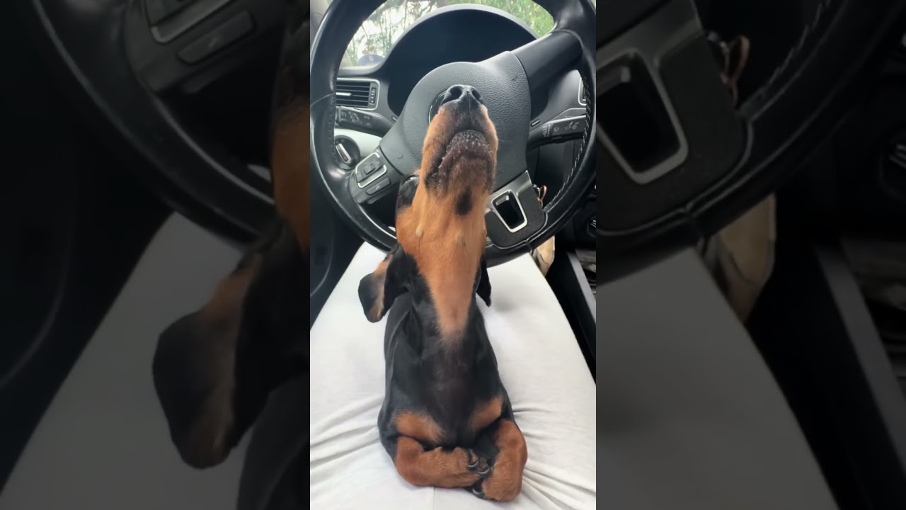 El conmovedor aullido de un pequeño Firulais salchicha
