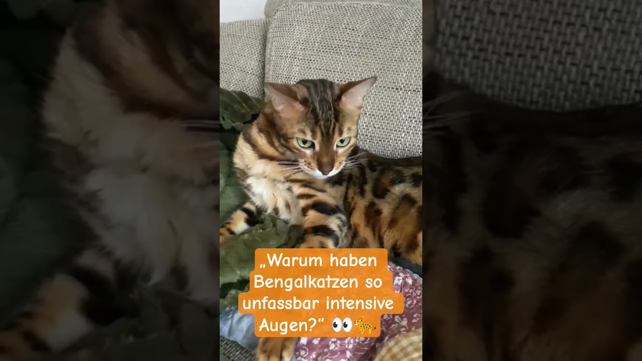 El secreto ancestral en la mirada del gato Bengalí