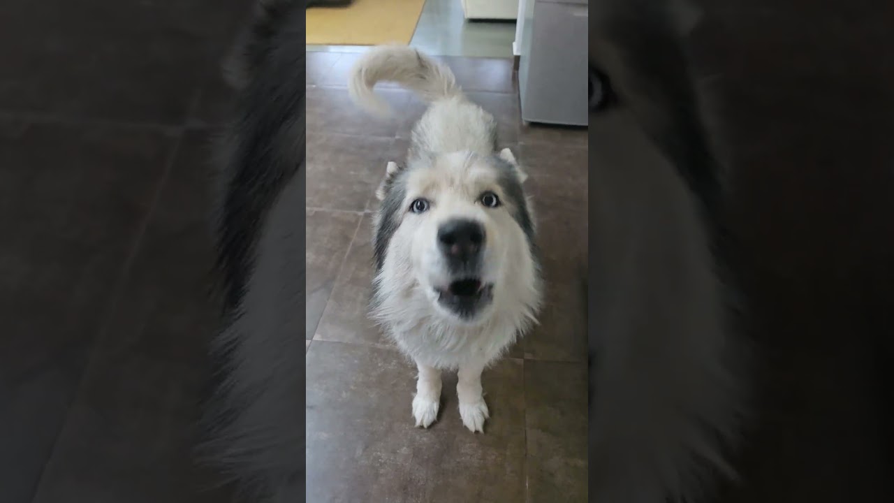 La increíble conversación de un Husky que conmueve a la red