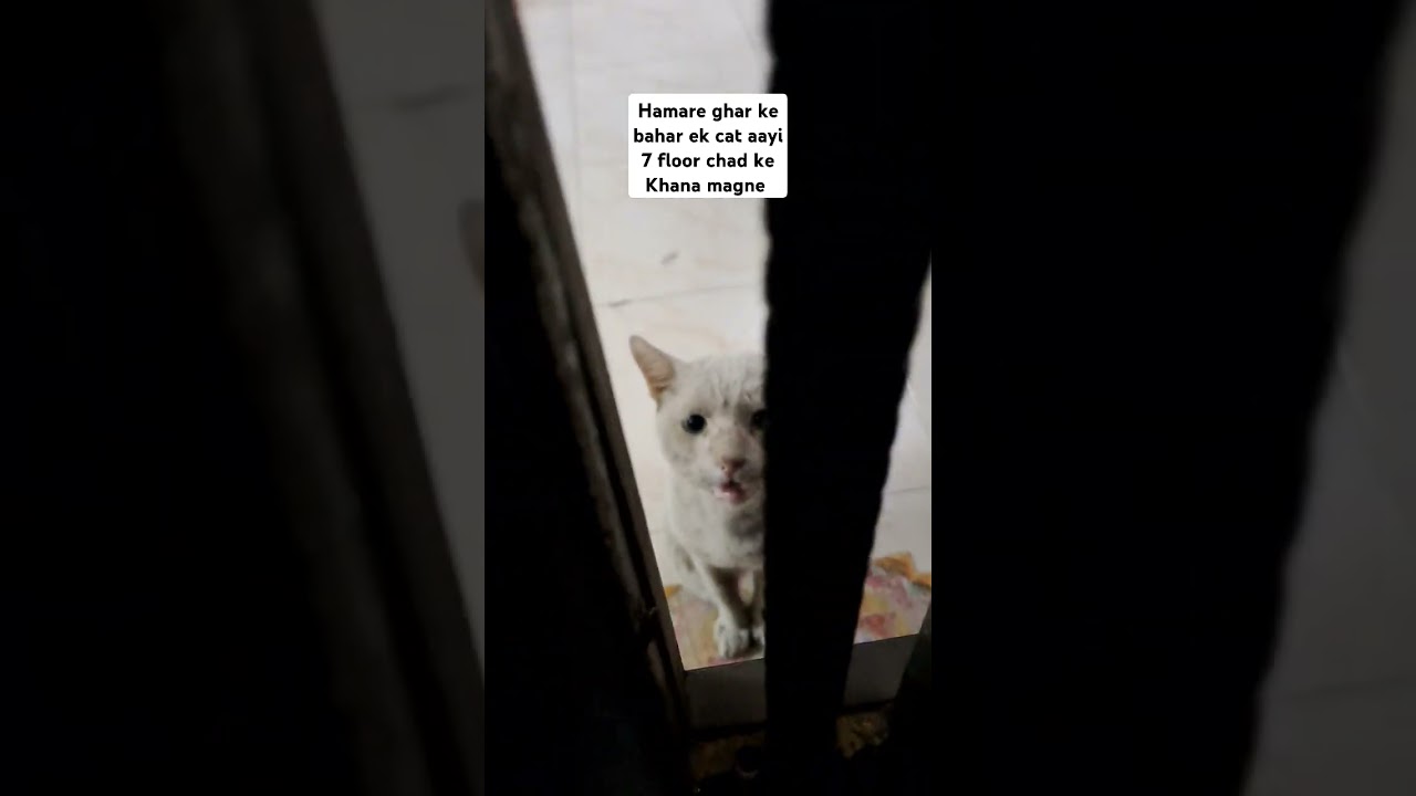 La increíble inteligencia emocional del gato que pidió ayuda