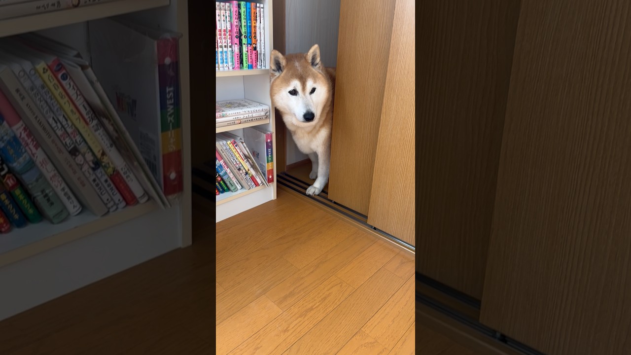 El fascinante instinto de vigilancia de este Shiba Inu viral