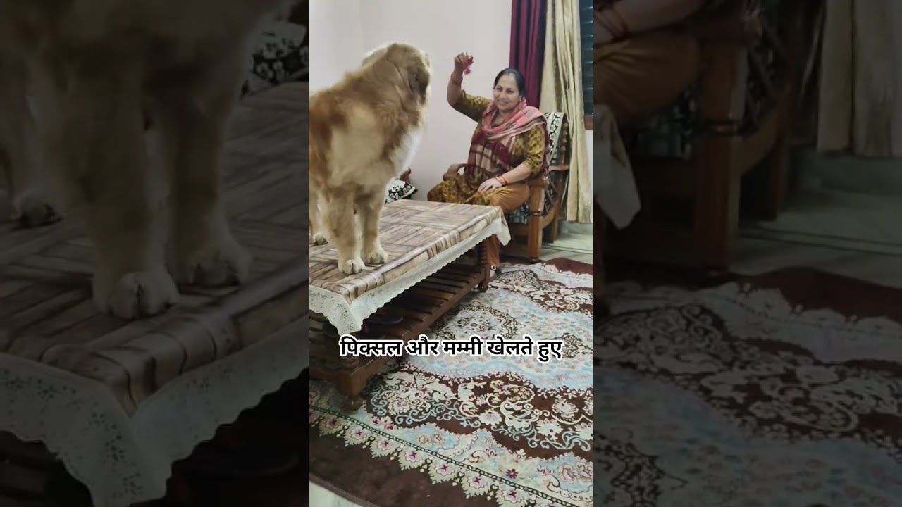 El conmovedor encuentro de un cachorro con su mamá digital