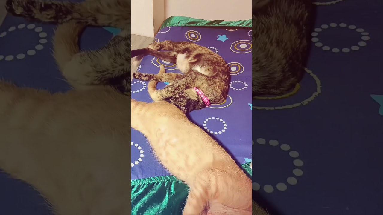 De la locura al sueño: el conmovedor descanso felino