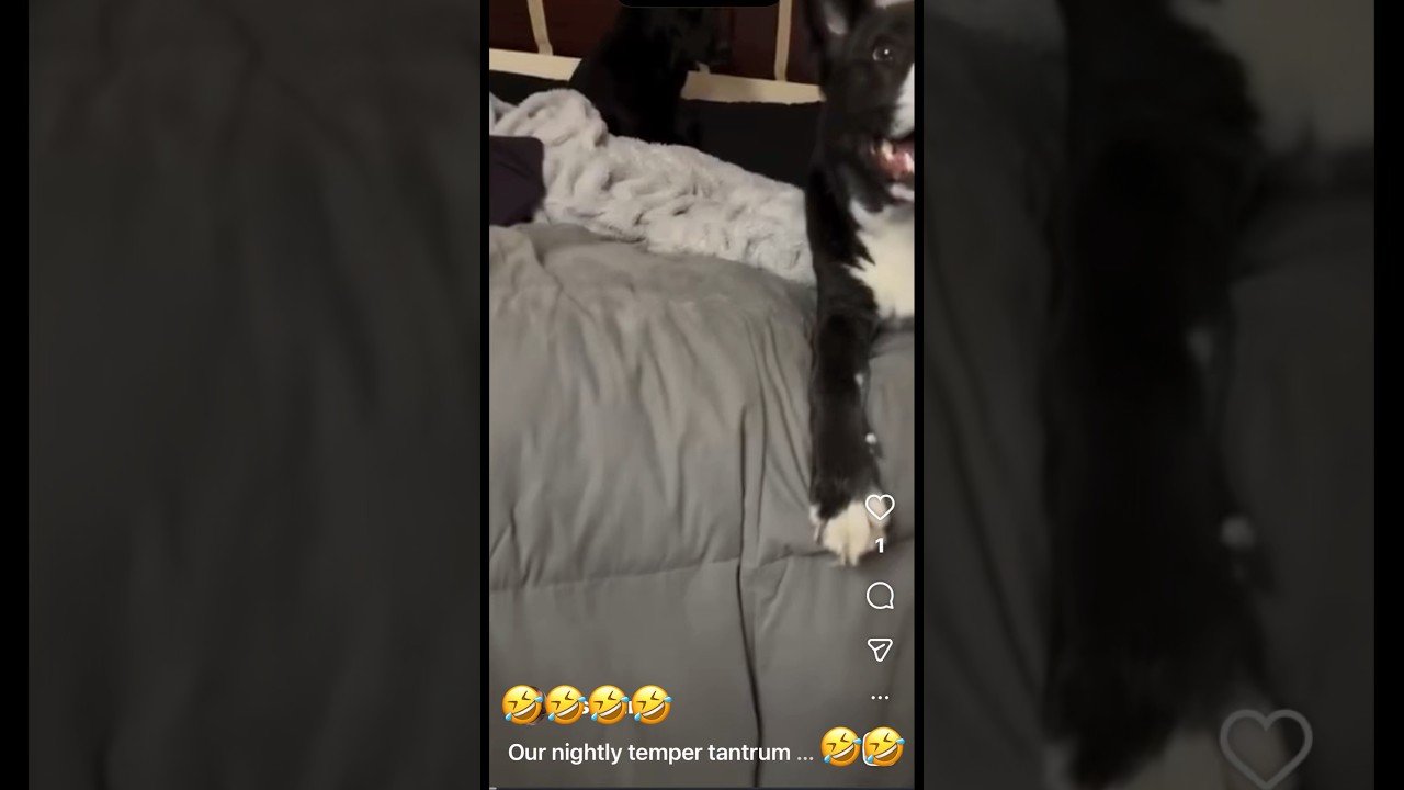 La increíble rabieta de un Husky: el drama más divertido