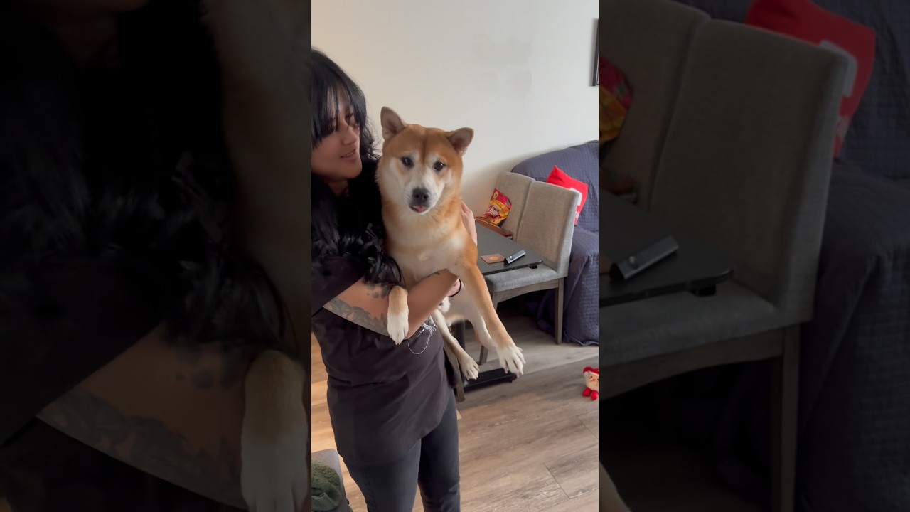 La sorprendente astucia del Shiba Inu: ¿Genio o rebelde?