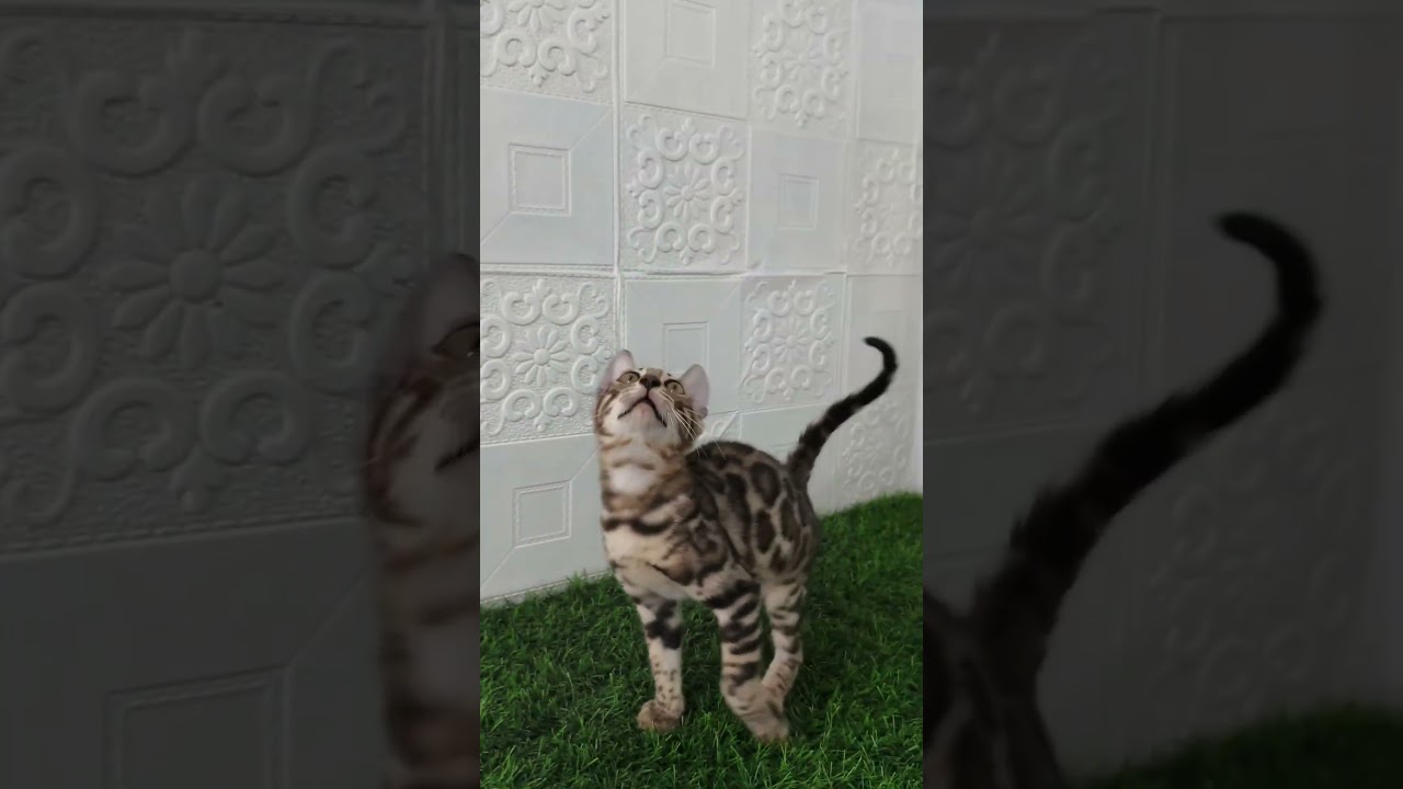 El misterioso origen del porte real en el gato bengalí