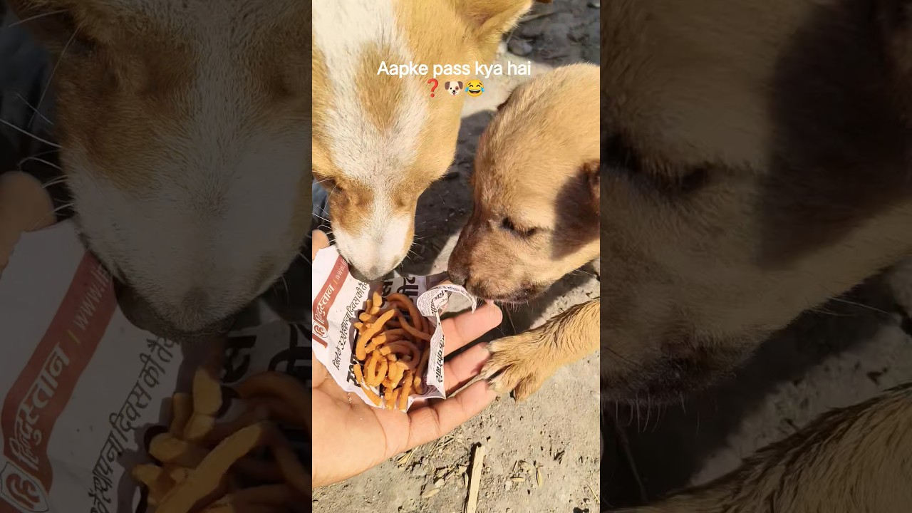 El conmovedor secreto de un cachorro que cautivó a las redes