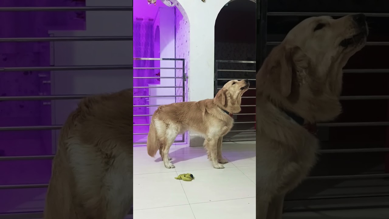 El emotivo secreto detrás del aullido de este Golden Retriever