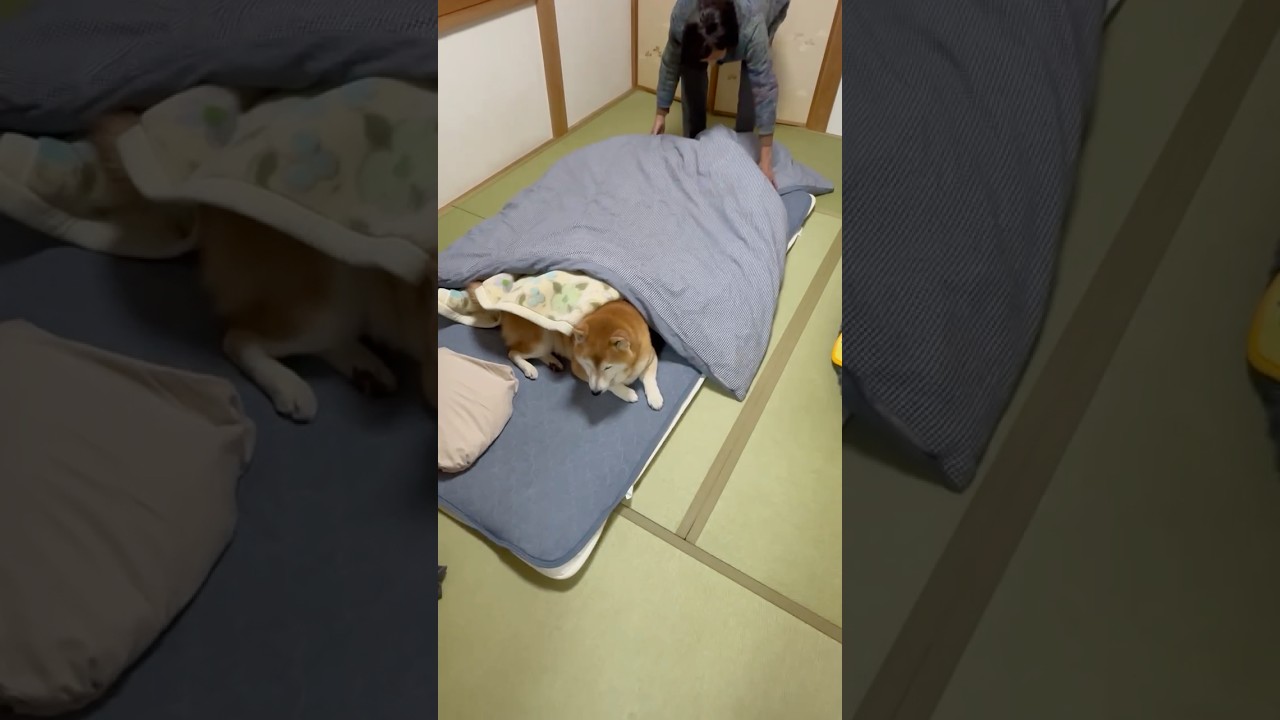 El conmovedor gesto de un Shiba Inu que ocupó la cama de su abuela