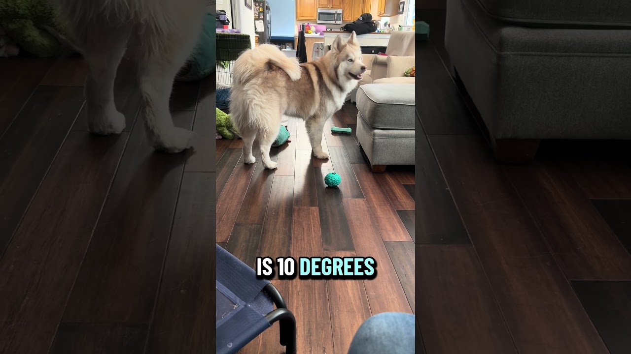 El increíble drama vocal de un Husky que cautivó internet