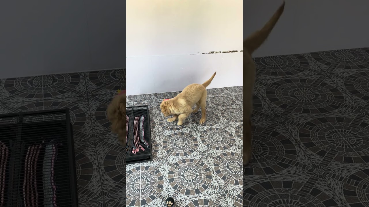 El conmovedor descubrimiento del pequeño Tiny Bear