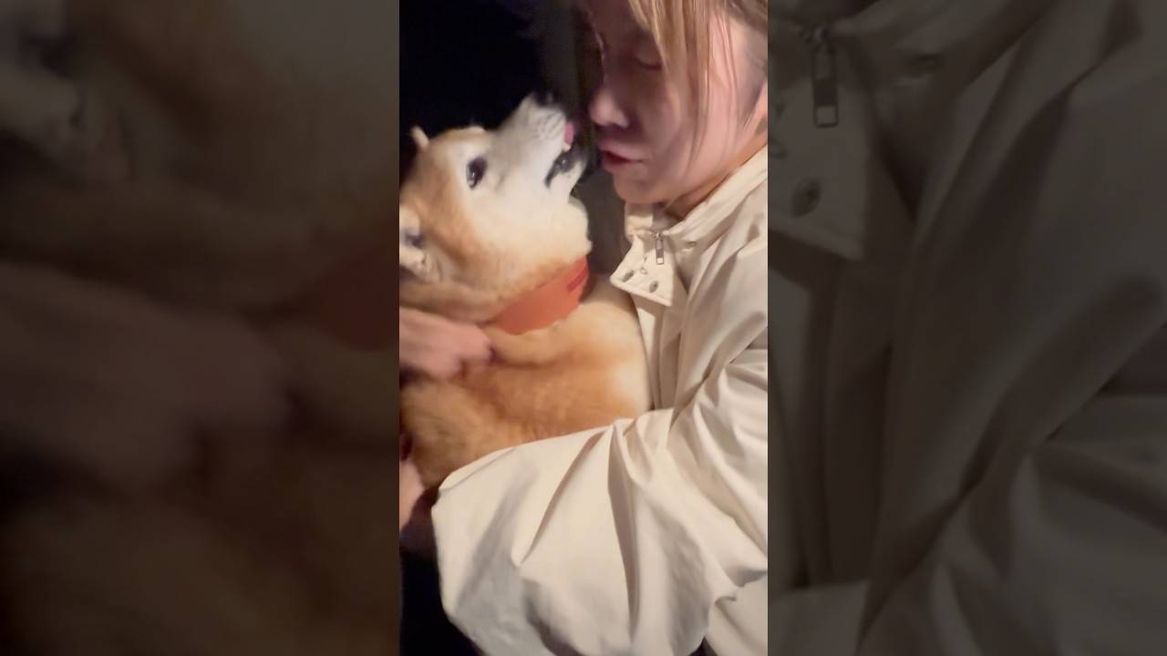 La inesperada y fría reacción de un Shiba Inu que es viral