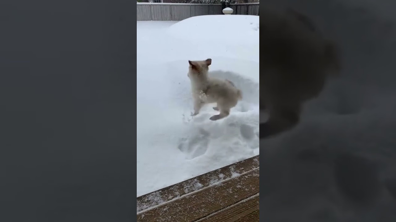 El conmovedor encuentro de un cachorro con su primera nieve