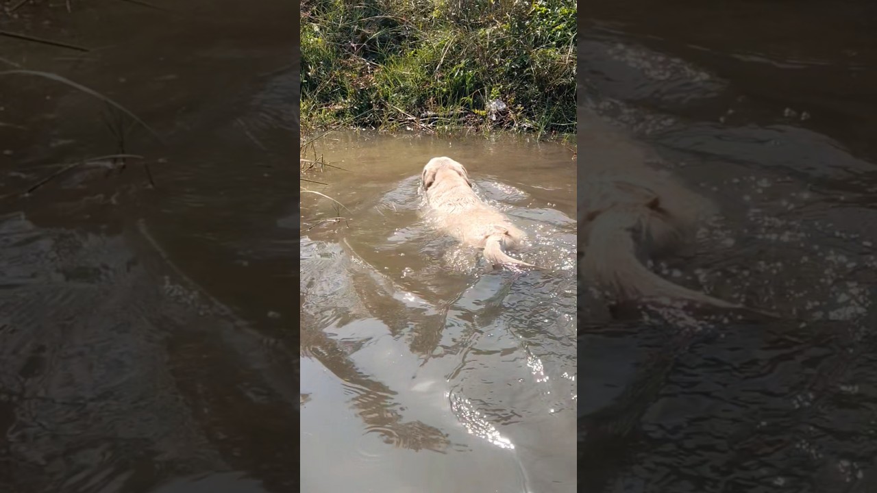 El increíble instinto acuático de un Labrador que enamora