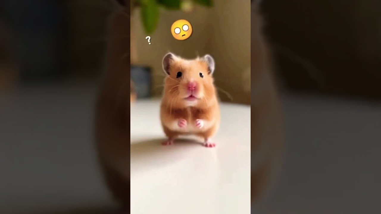 El conmovedor video del cachorro Golden que enamora redes