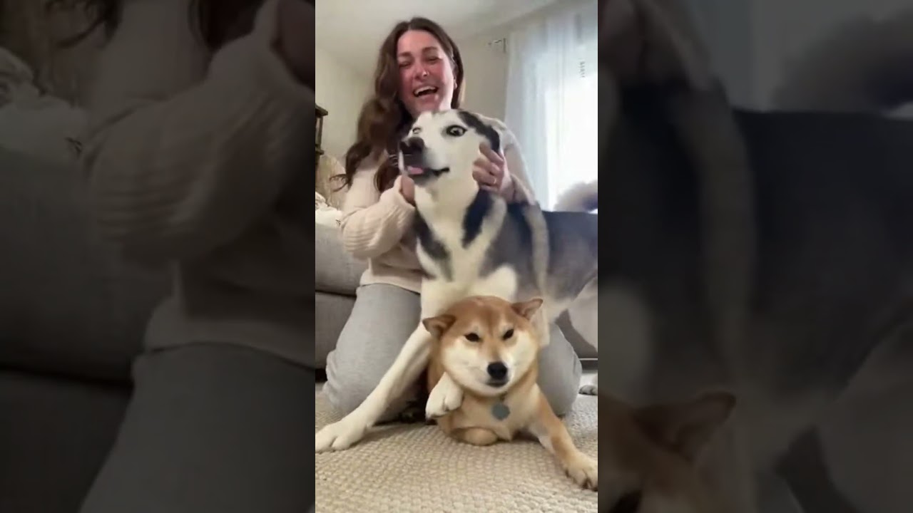 El conmovedor encuentro entre un Husky y un Shiba Inu