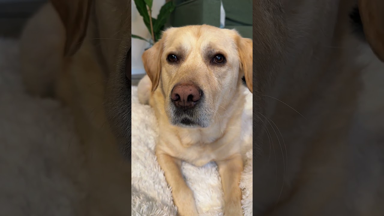 La asombrosa razón por la que estos cachorros actúan así
