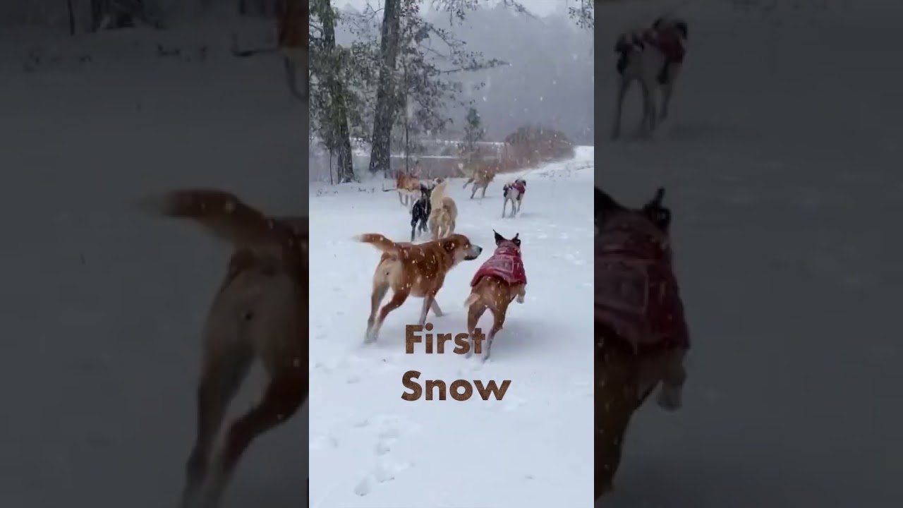 El emotivo primer encuentro de unos cachorros con la nieve