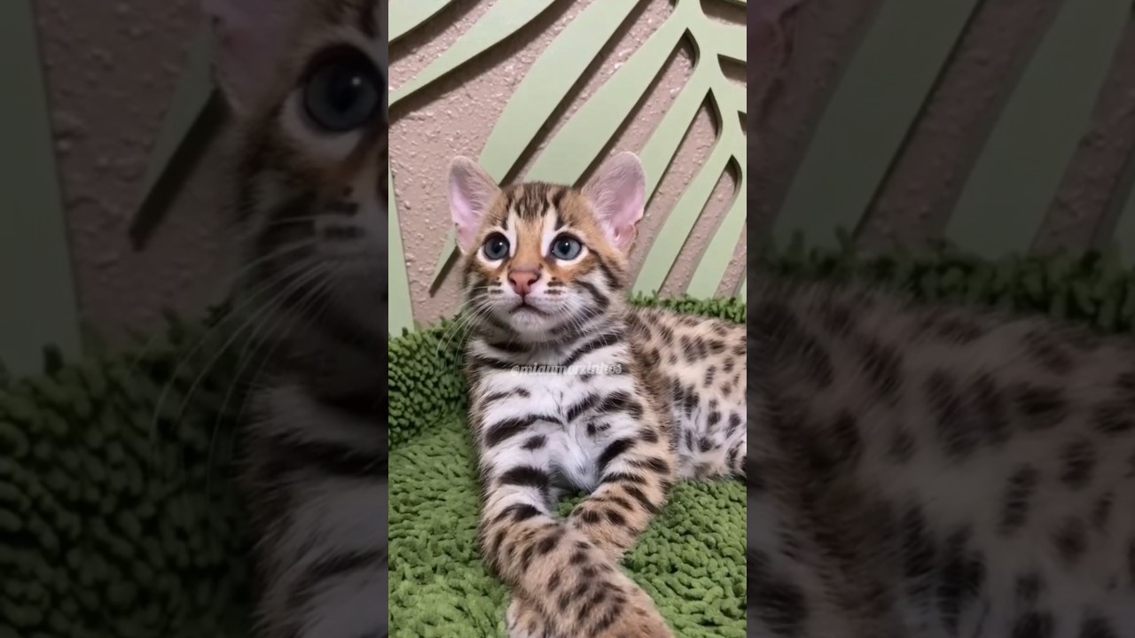 El increíble secreto detrás del gato que parece leopardo