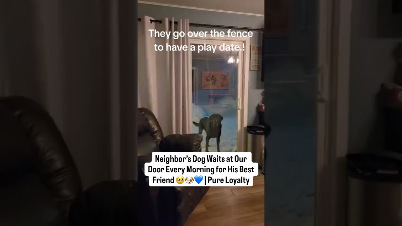 El conmovedor ritual matutino de un Firulais en Nueva York