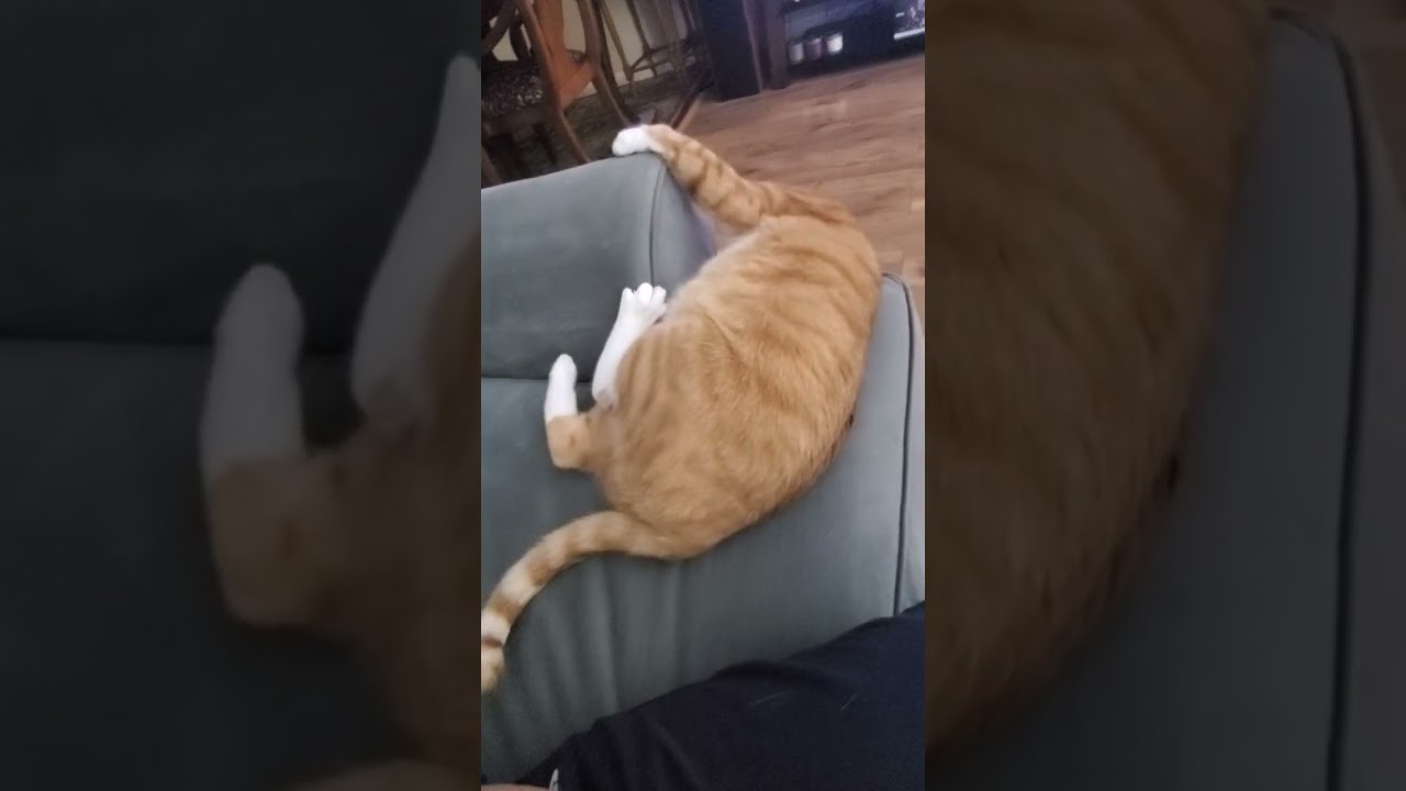 La ciencia detrás de la explosiva energía de este gato