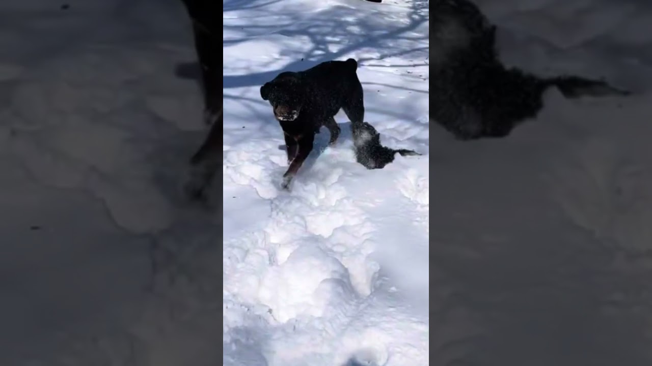 La fascinante razón por la que Firulais ama la nieve