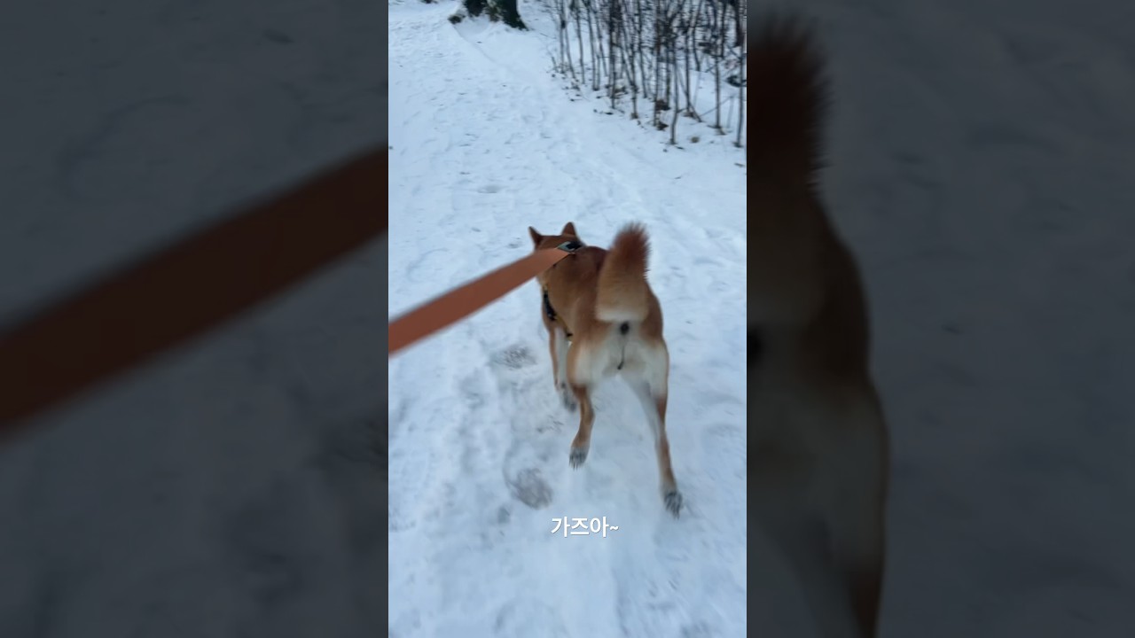 El conmovedor primer encuentro de un Shiba con el invierno